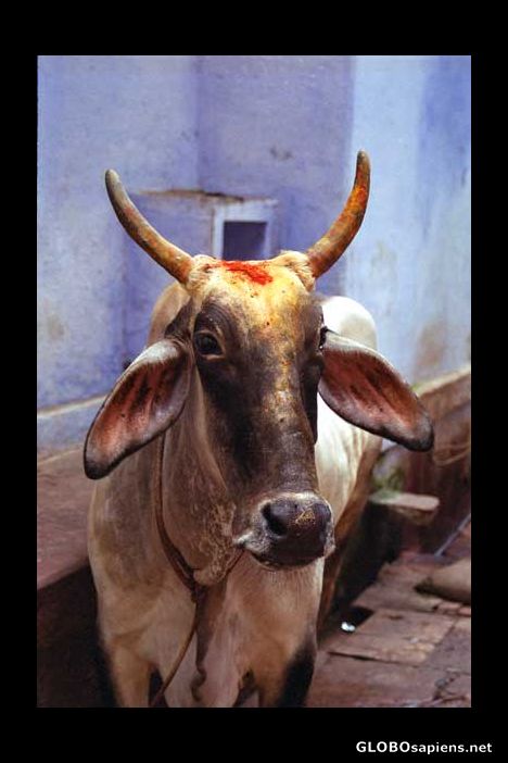 Postcard holy cow