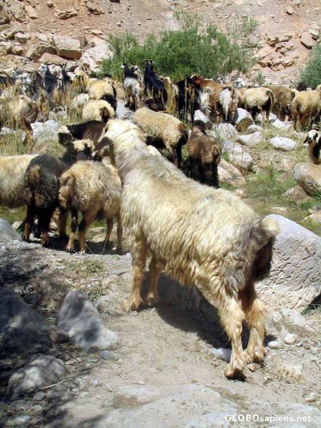 Postcard sheeps:)