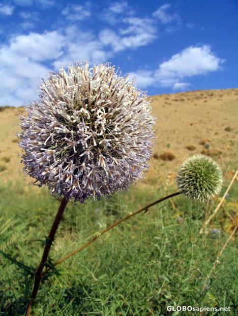 Postcard onion flower