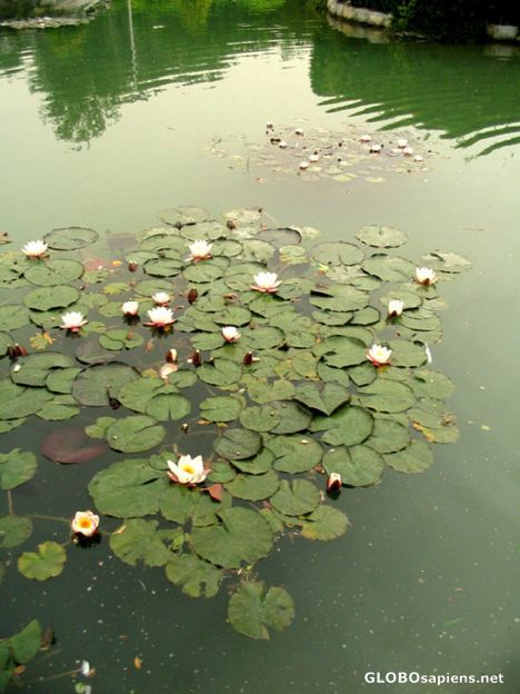 Postcard flowers swimming:)