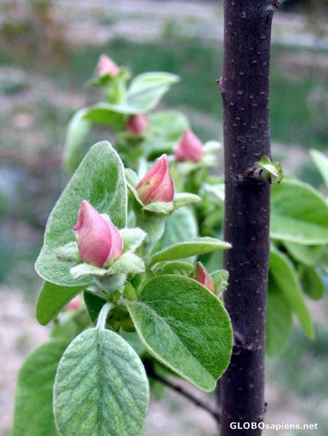 Postcard peach flower
