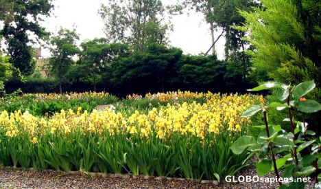 Postcard flower garden2