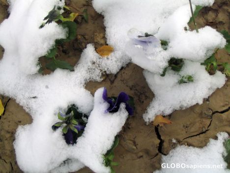 Postcard spring in winter