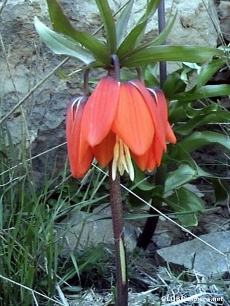 reversed tulips-2