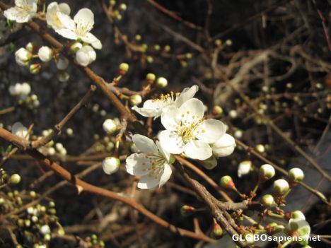 Postcard spring symbol