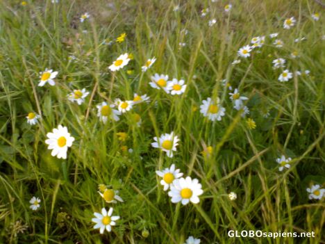 Postcard Spring &green&flower
