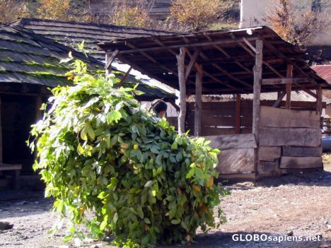 Postcard working boy ,(asalem.2)