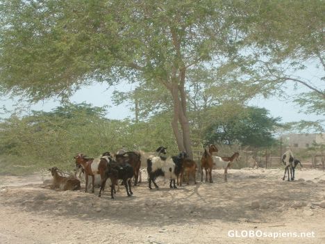 Postcard Goats and tree