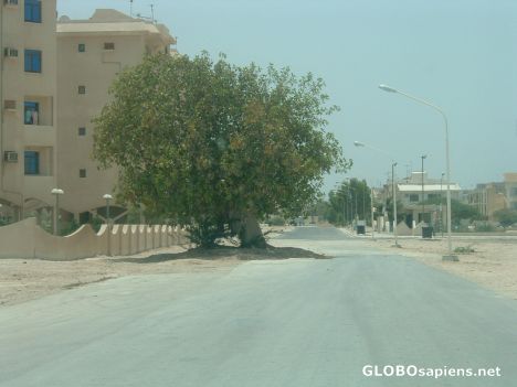 Postcard Tree in the road
