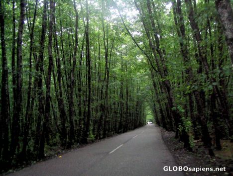 Postcard gisoum forest