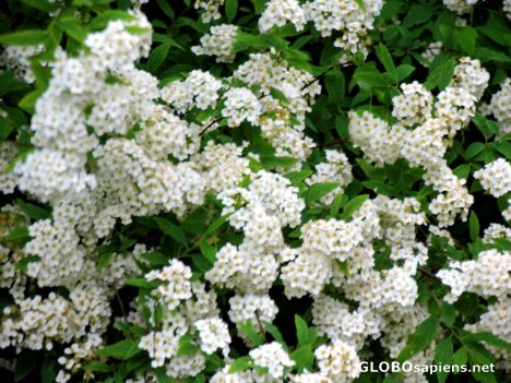 Postcard beautiful flowers1