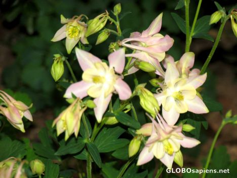Postcard beautiful flowers 2