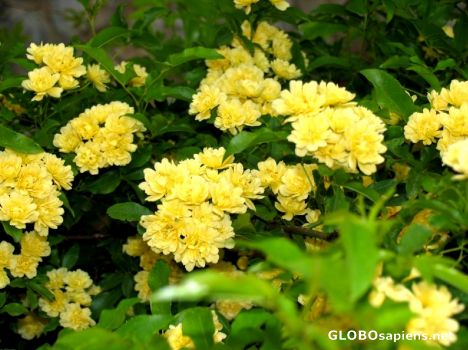 Postcard flowers
