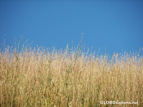 Postcard farm of wheat..