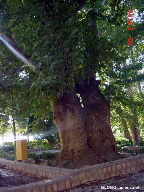 Postcard trees over 3 meters wide