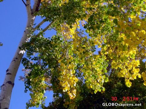 Postcard Autumn-2
