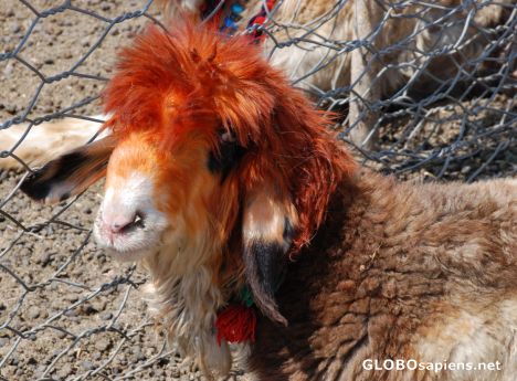 Postcard dyed sheep