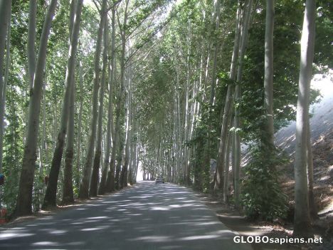 Postcard Tree Tunnel