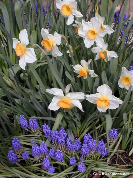 Postcard narcissus flower in kazeroum-jereh(eshfaghan)