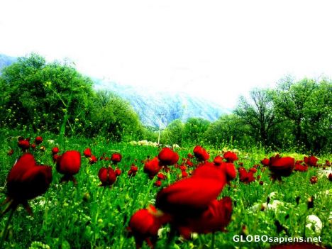 Postcard spring in kazeroun-jereh