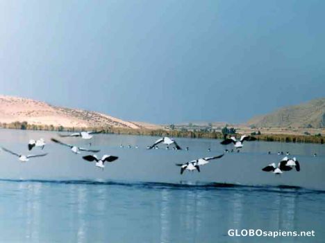 Postcard Parishan lake in kazeroun.