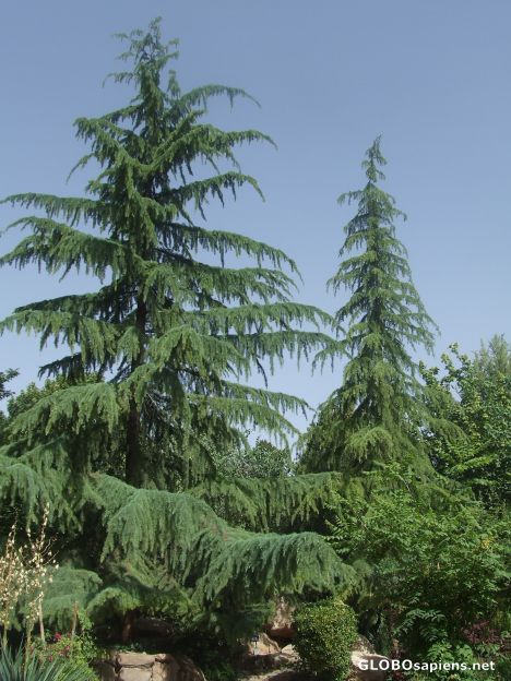 Postcard Lovely Trees