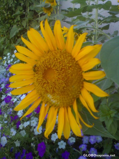 Postcard Fabulous Flower