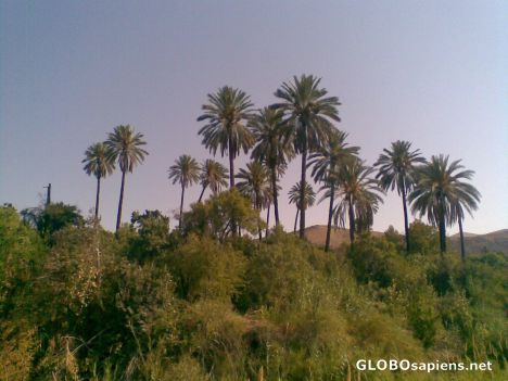 Postcard Palms