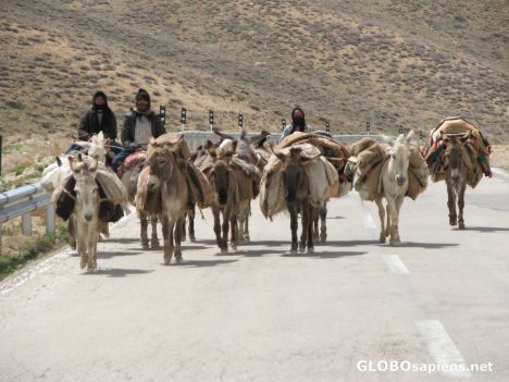 Postcard Migartion Of Ghashghaee Tribe
