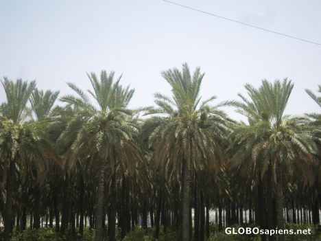 Postcard Womderful Jahrom Gardens