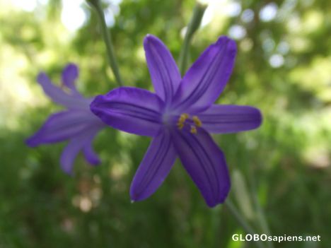 Postcard Blue Wild Flower