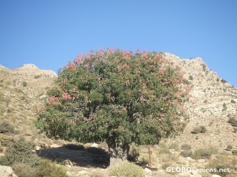 Postcard Wild Pistachio