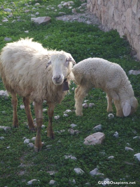 Postcard Baaaa Baaaa