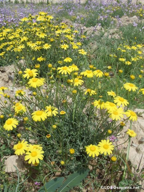 Postcard Yellow but Wild