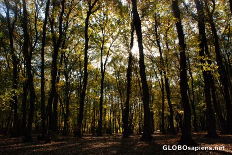 Postcard alangdareh forest