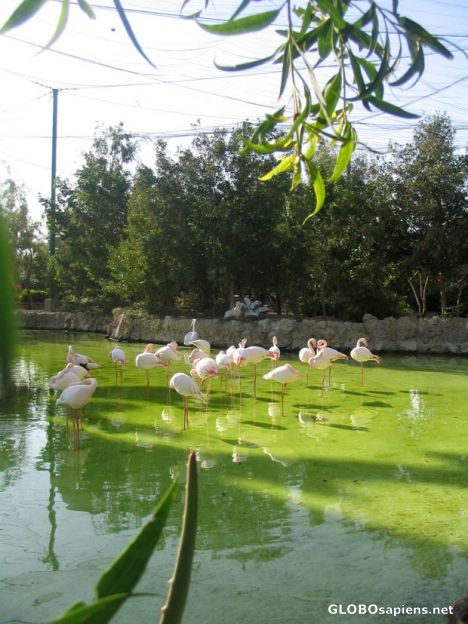 Postcard kish beauty