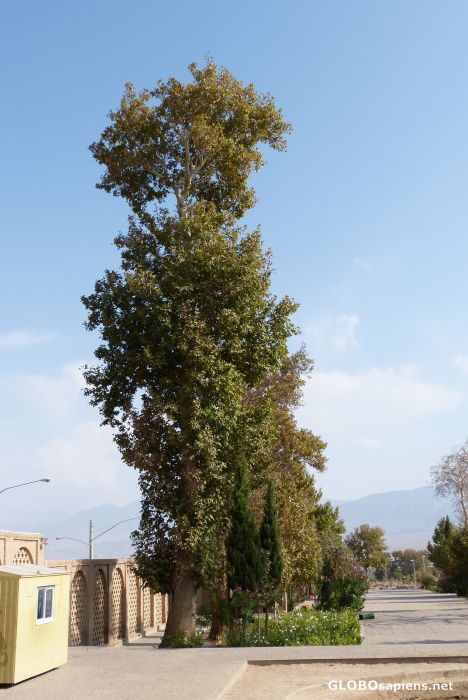 Postcard Bagh-e Shahzde, Mahan, Iran