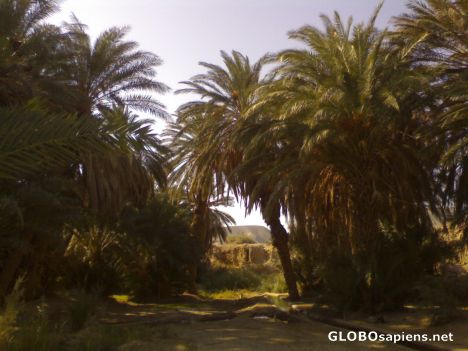 Postcard Nehbandan