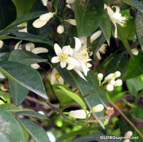 Postcard blossoms...
