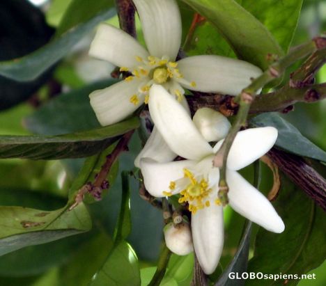 Postcard blossoms of bahar naranj, golshan garden