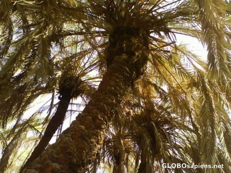 Postcard palm trees,golshan garden