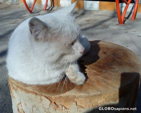 Postcard iranian white cat
