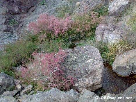 Postcard Manna - tree in Rocks