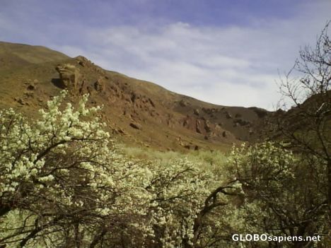 Postcard Binalood mountains and the blossoms