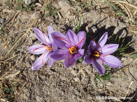 Postcard Saffron Flowers