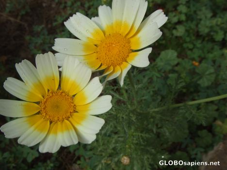 Postcard Yellow & White