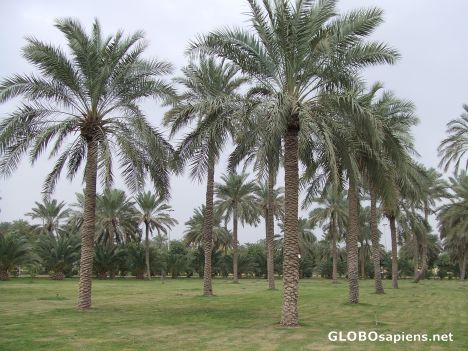 Postcard Ahvaz city