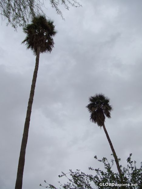 Postcard Tall and together