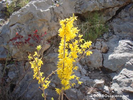 Postcard lorestan