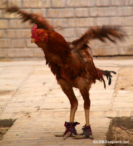 Postcard Yazd - Afghani Cock